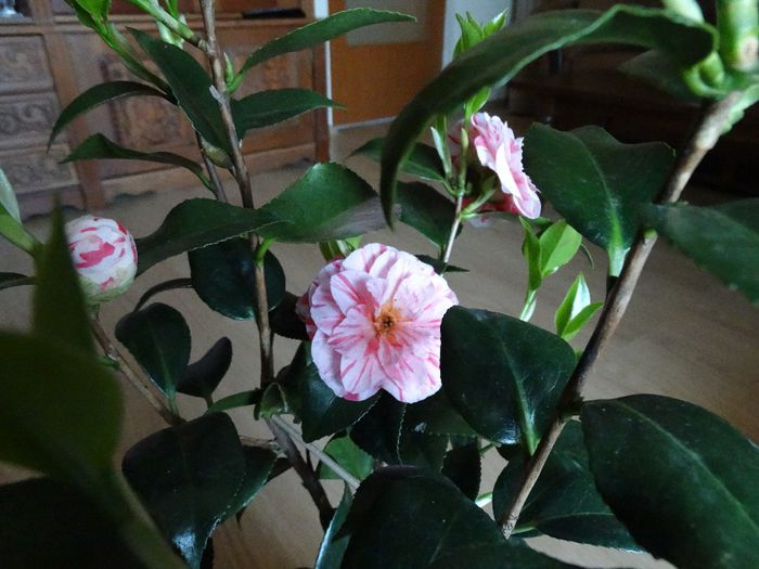 DSC00316 - Camelia japonica