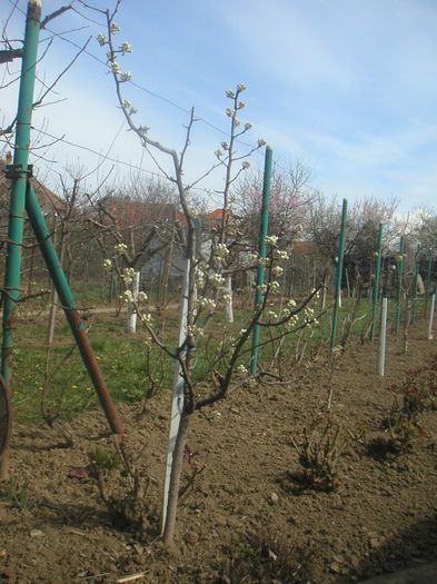 009 - perii tineri sunt primii în floare