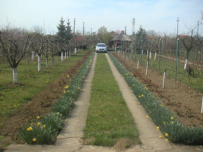 013 - Narcisele au apus - 2014-din primavara si pina-n toamna