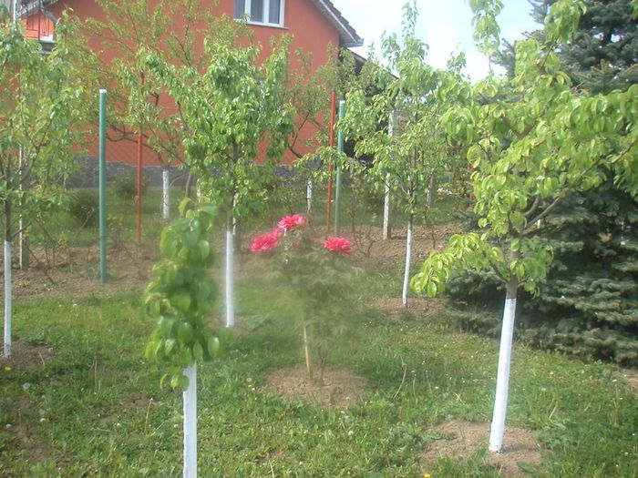 032 - 2014-din primavara si pina-n toamna