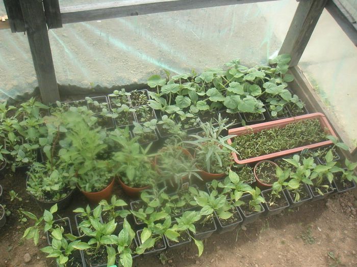 052 - In solar,o altă viață - 2014-din primavara si pina-n toamna