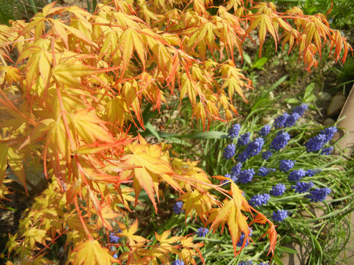 Acer palmatum Katsura (2014, April 01) - Acer palmatum Katsura