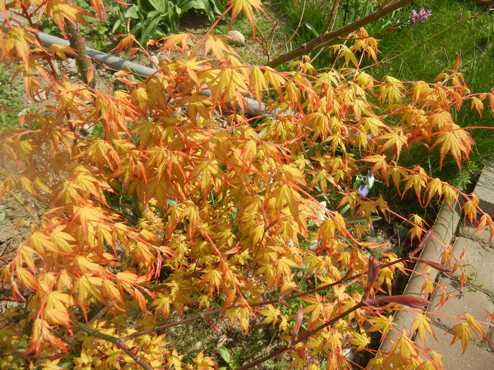 Acer palmatum Katsura (2014, April 01) - Acer palmatum Katsura