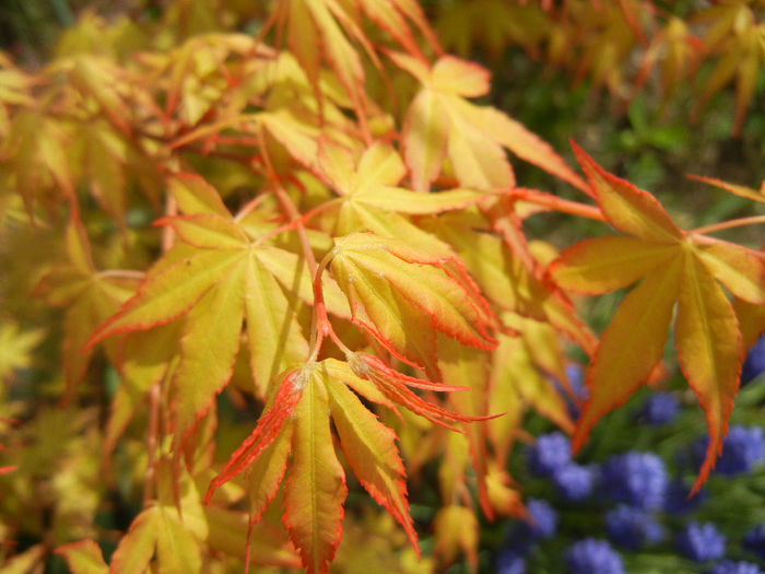 Acer palmatum Katsura (2014, April 03) - Acer palmatum Katsura