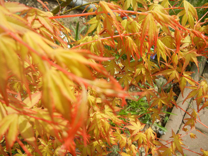 Acer palmatum Katsura (2014, April 03) - Acer palmatum Katsura