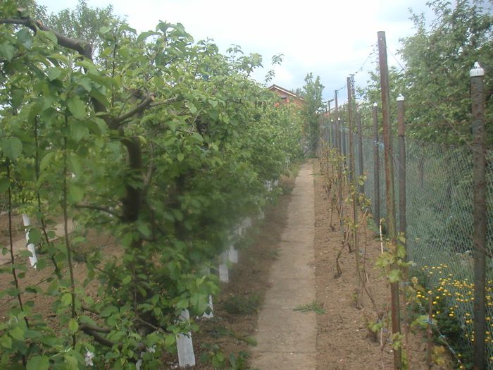 067 - Merii pe spalier și-au scuturat florile - 2014-din primavara si pina-n toamna