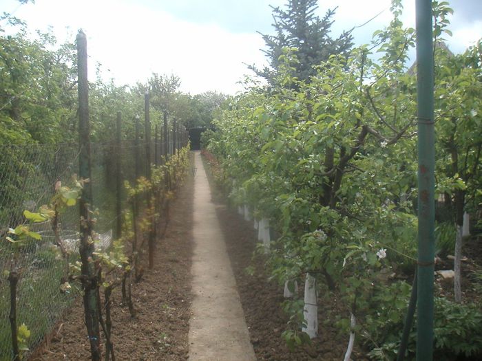 068 - Vița de via a pornit - 2014-din primavara si pina-n toamna