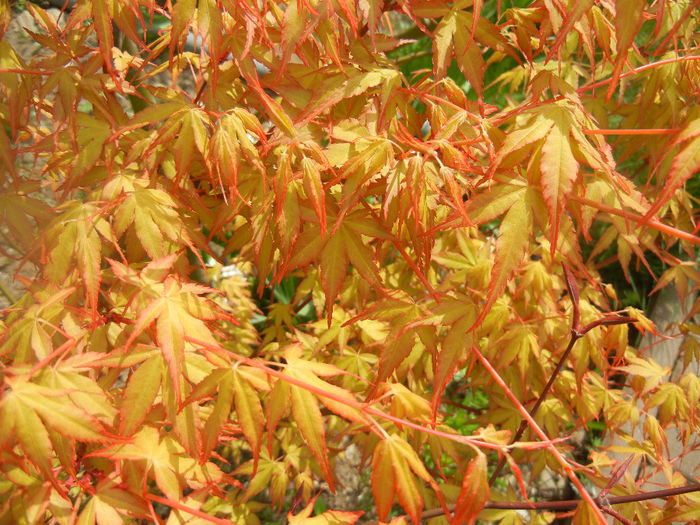 Acer palmatum Katsura (2014, April 03) - Acer palmatum Katsura