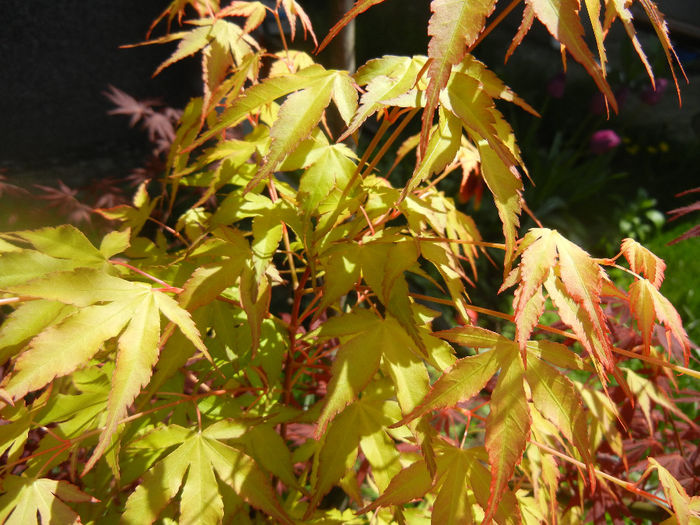 Acer palmatum Katsura (2014, April 20) - Acer palmatum Katsura