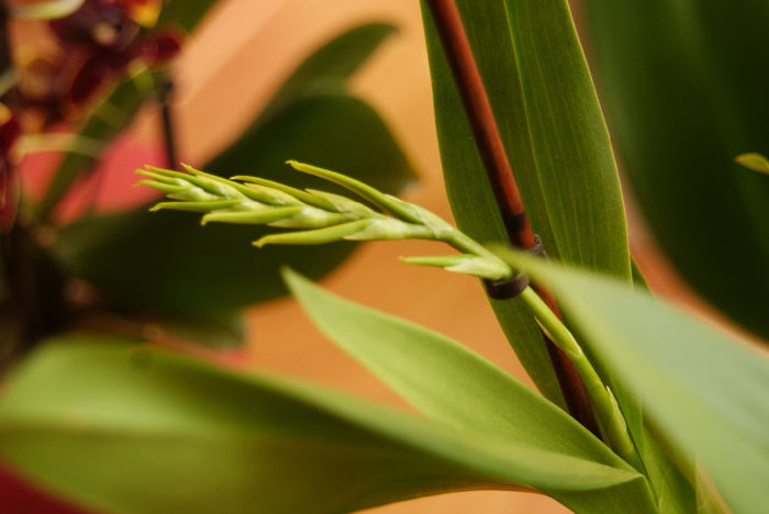 Brassia Orange Delight - Brassia