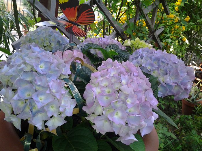 hortensia "king george"