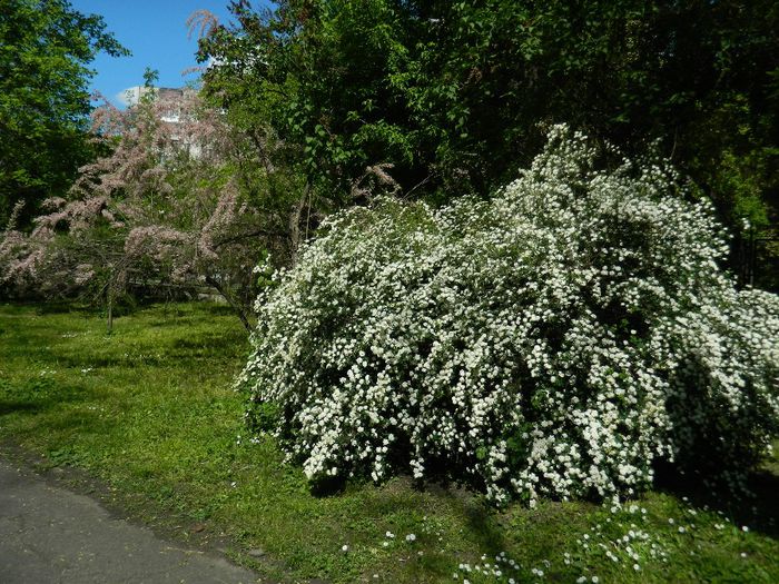 DSCN7049 Floarea miresei  (Spiraea vanhouttei ) - A DOUA ZI DE PASTE 2014