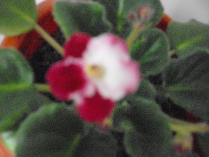 DSCF1778