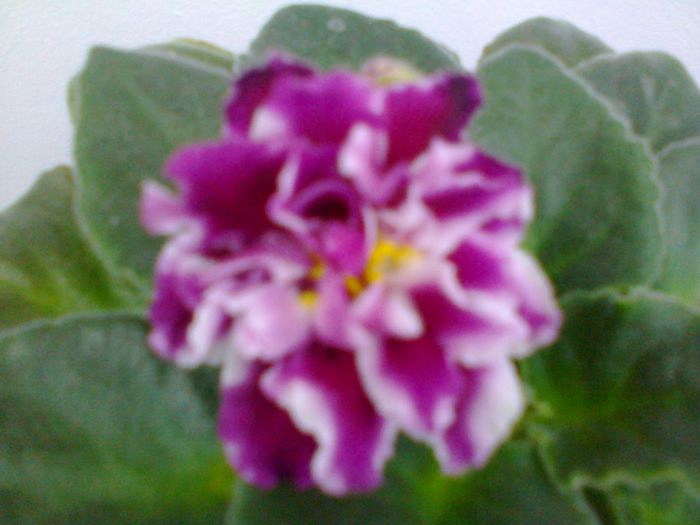 Moroznaja Visinia