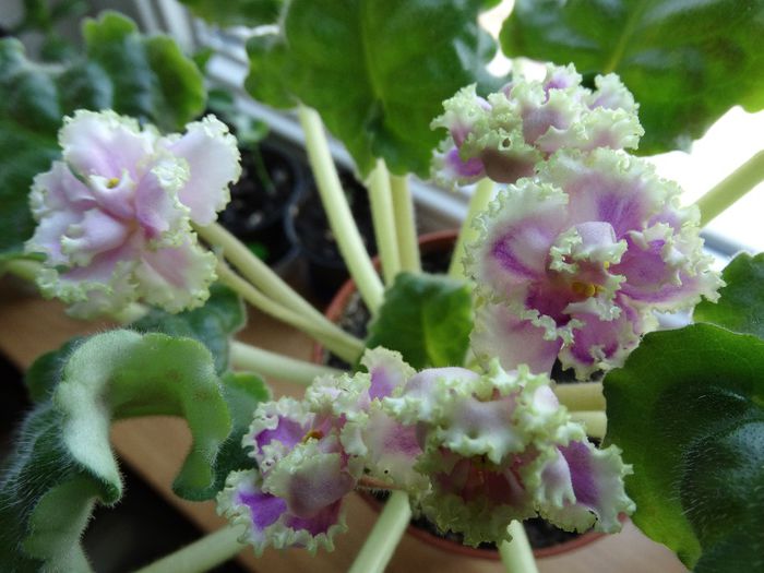 DSC00112 - Winter Smile