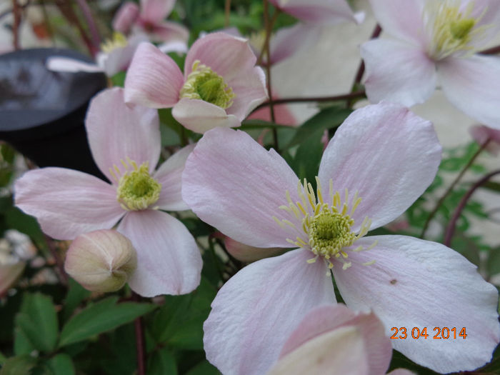  - Clematis