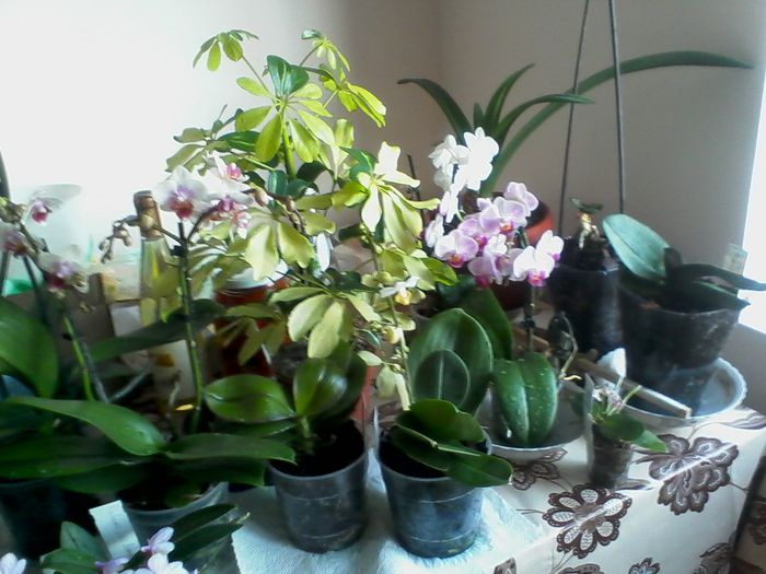 2 - minicolectia mea de orhidee
