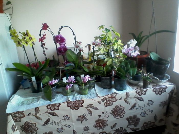 3 - minicolectia mea de orhidee