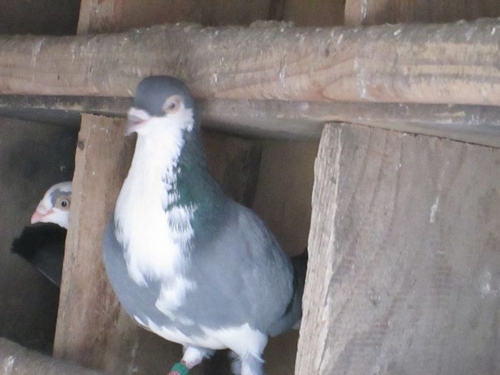 vandut