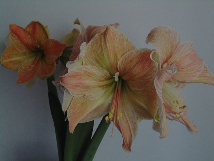 DSC01275 - Amaryllis 2014