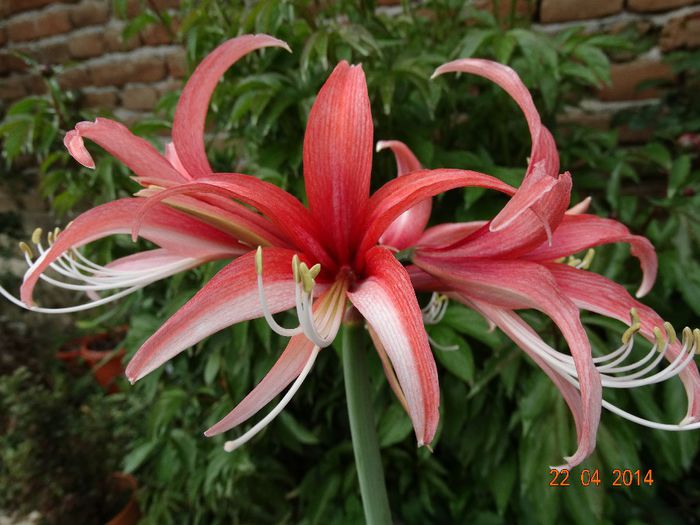 ~2~ROSADO - Amaryllis 2014