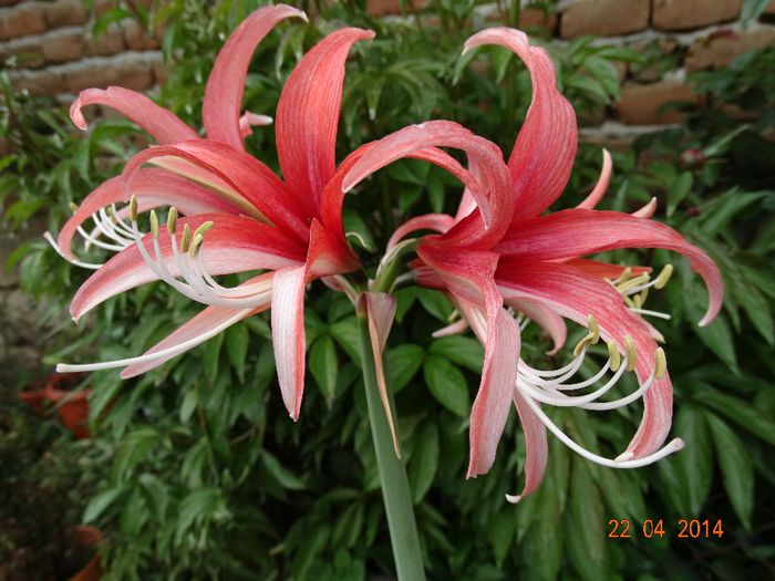 DSC02570 - Amaryllis 2014