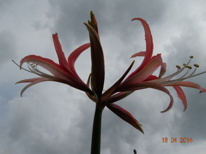 DSC02069 - Amaryllis 2014