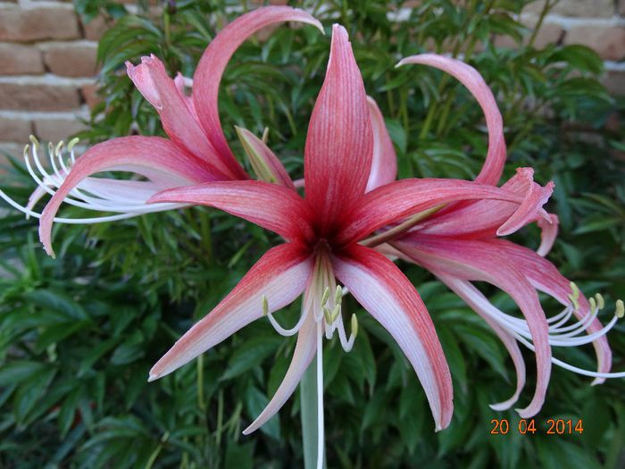 DSC02305 - Amaryllis 2014