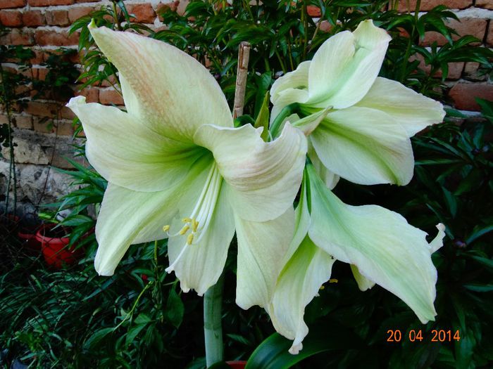 DSC02301 - Amaryllis 2014