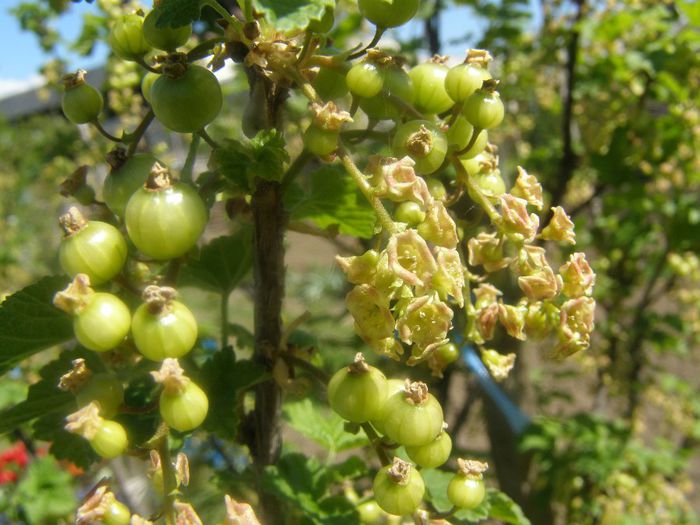 P4210178 - Pomi si Arbusti fructiferi