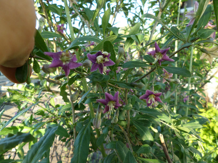 Goji Berry