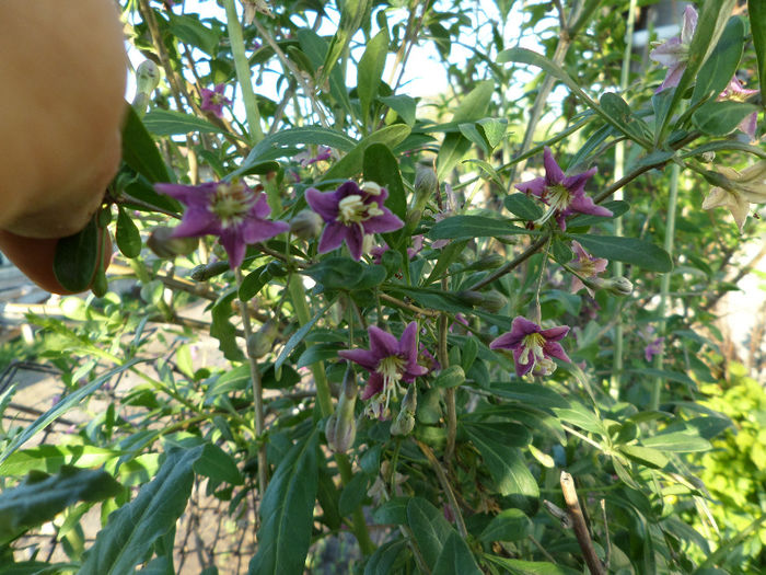 Goji Berry - Gradina cu flori 2014