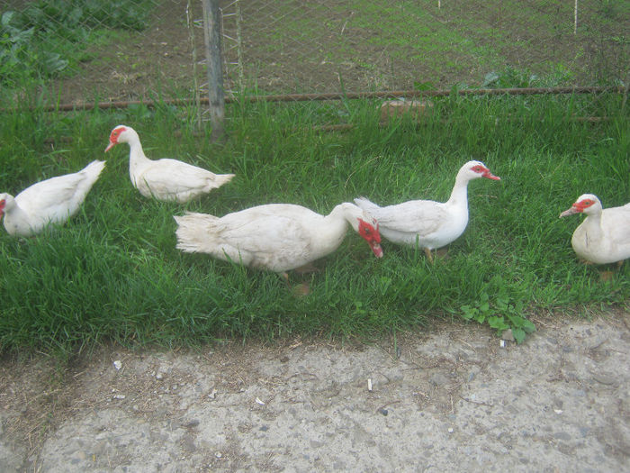 IMG_1937 - Rate Muscovy