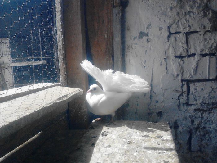 voltat alb; pui 2014
