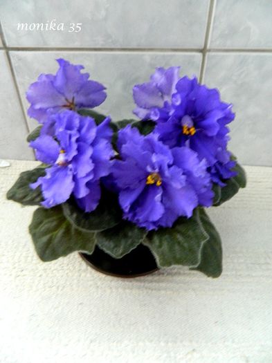 APR 2014 - ARCTIC FROST-SPORT-PIERDUT