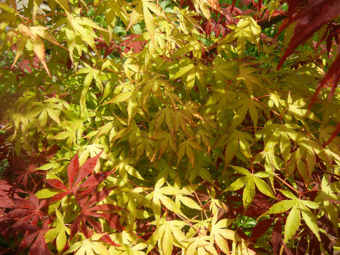 Acer palmatum Katsura (2014, April 22) - Acer palmatum Katsura