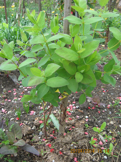 Evolutia (cresterea)este foarte buna. - Lonicera kamtschatica