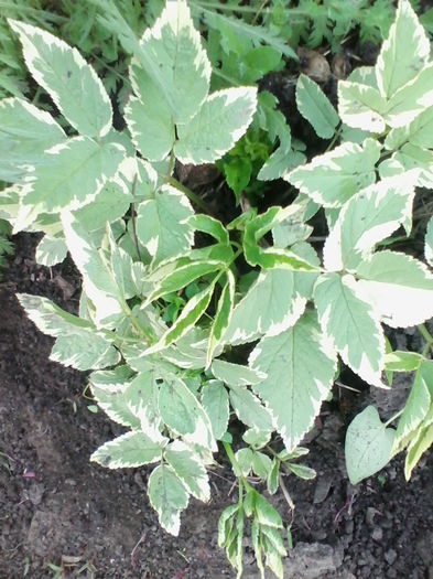 aegopodium variegatum