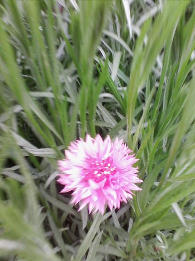 albastrele perene