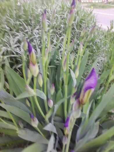 iris si albastrele