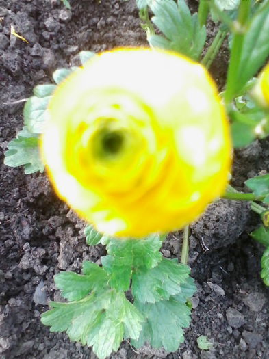 ranunculus-multumesc