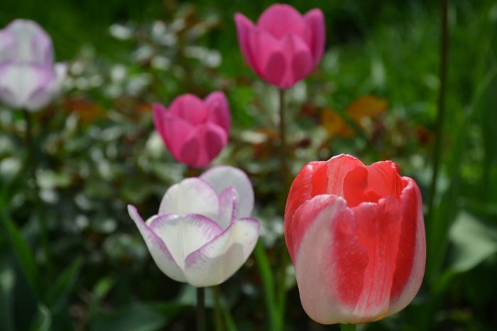 Tulipa 'Gander's Rhapsody' - I - Spring 2014