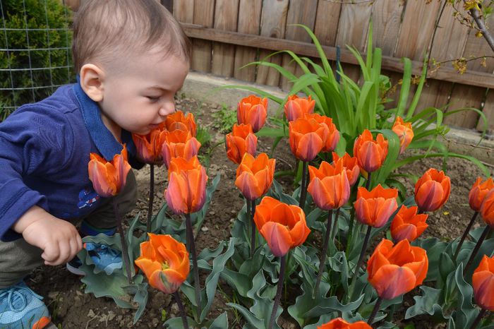 Tulipa 'Prinses Irene' & our Prince - I - Spring 2014