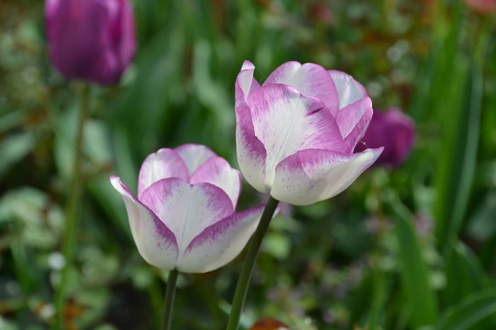 Tulipa 'Shirley' - I - Spring 2014