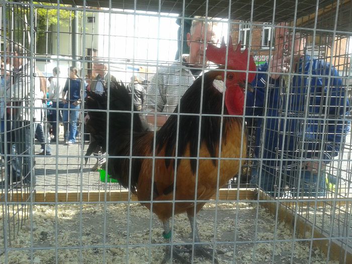 20140421_113717 - piata de animale  belgia