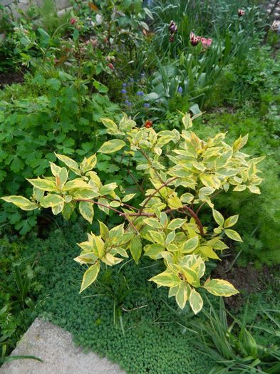 Cornus alba Gouchaultii - aprilie