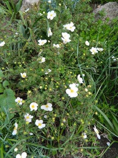 Potentilla alba - aprilie