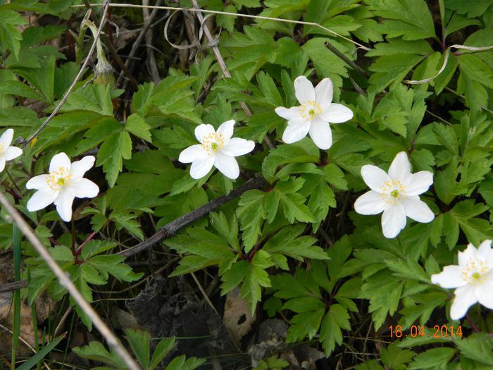 DSCN7105 - Copie - Copie - Flori 2014