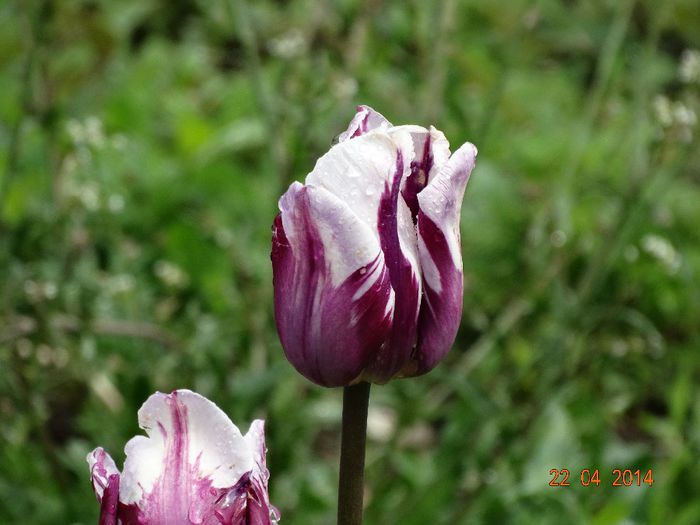 DSC02554