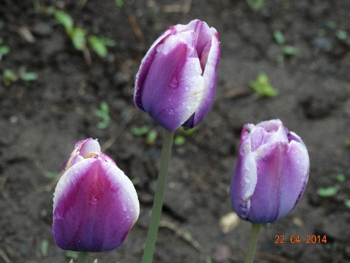DSC02499